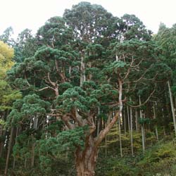 Cèdre du Japon / Cryptomeria japonica